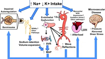 Living Healthy bNatrium or Kalium b